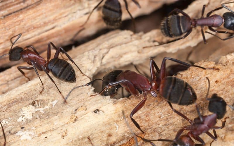 carpenter ants on decayed wood