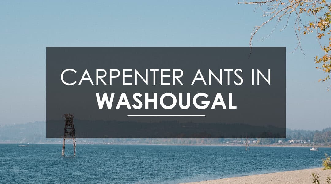 How to Treat Carpenter  Ants In Washougal