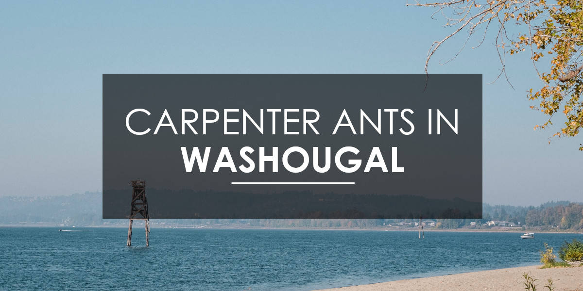 Carpenter ants in Washougal