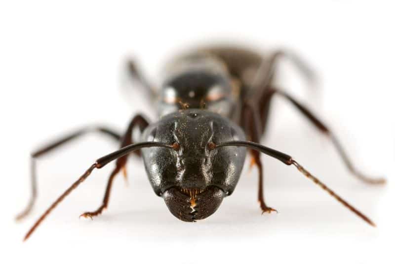 Carpenter Ants In Washougal? You Need Aspen Pest Control!