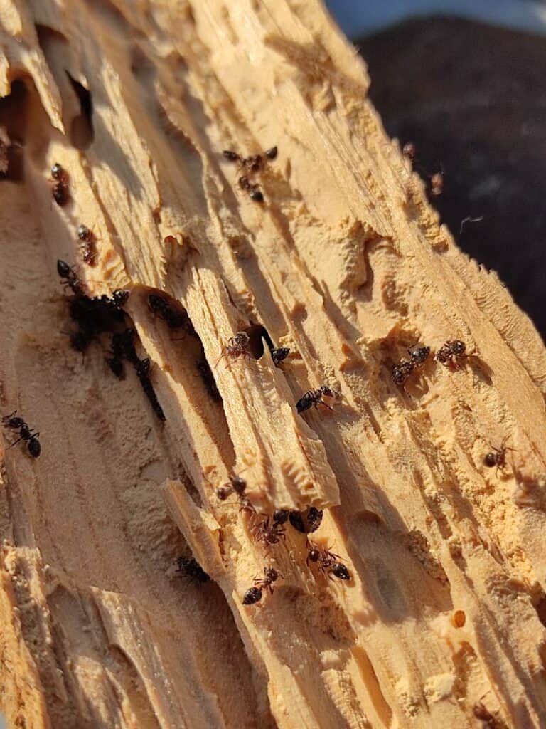 Ants on a piece of wood.