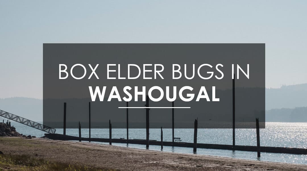 Is Your Washougal Home Infested With Boxelder Bugs? Aspen Can Help!