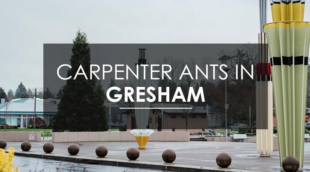 Carpenter Ants In Gresham? DO THIS!