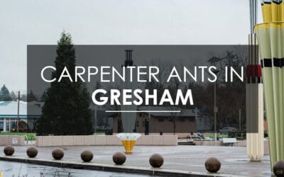 Carpenter Ants In Gresham? DO THIS!