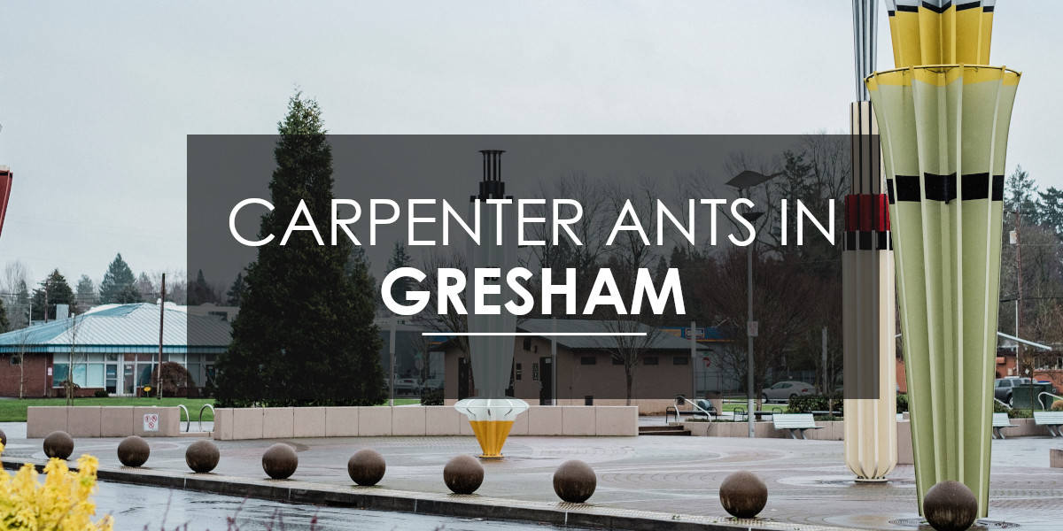 Carpenter ants in Gresham
