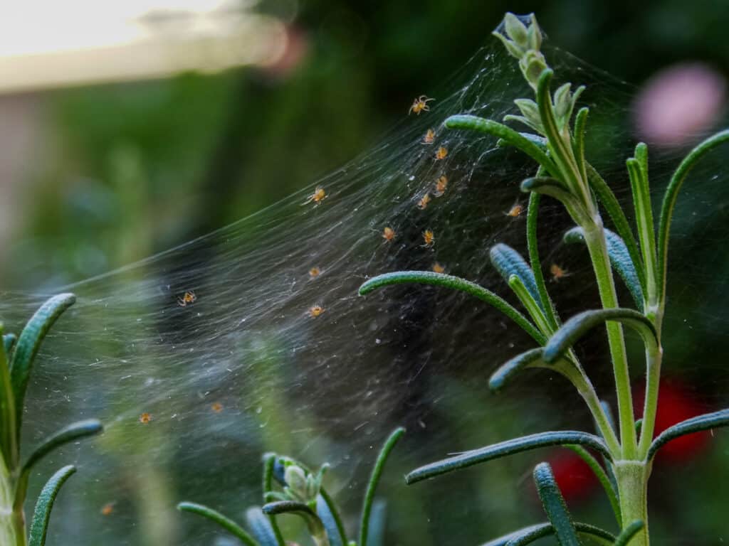 Many baby spiders in a web