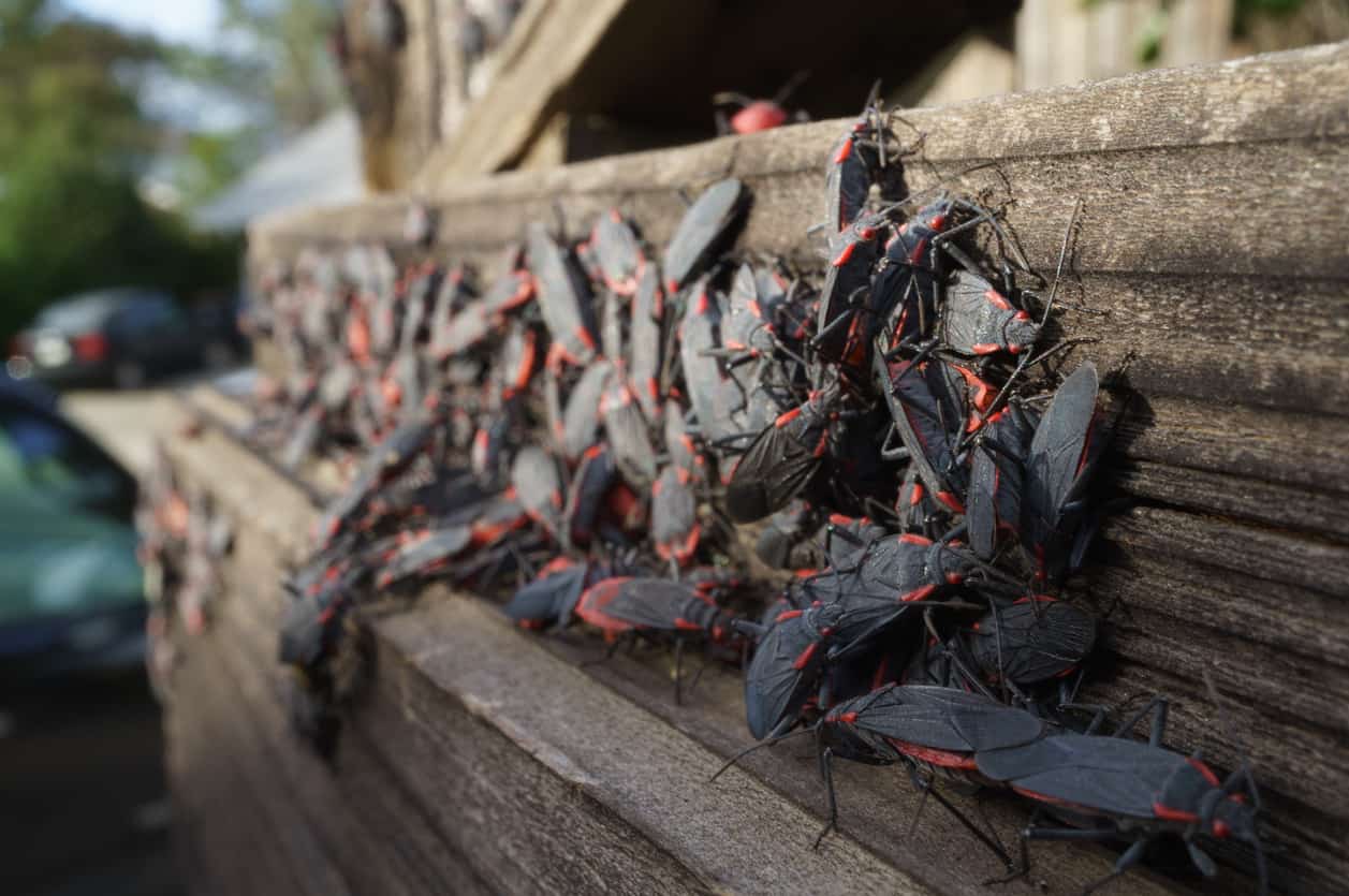 An infestation of boxelder bugs lies on the wooden siding of a house.