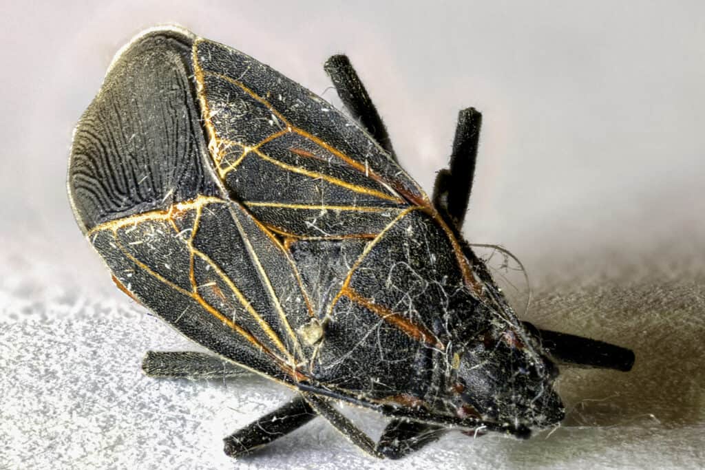 A dead boxelder bug lies head-first on the ground, covered in dust.