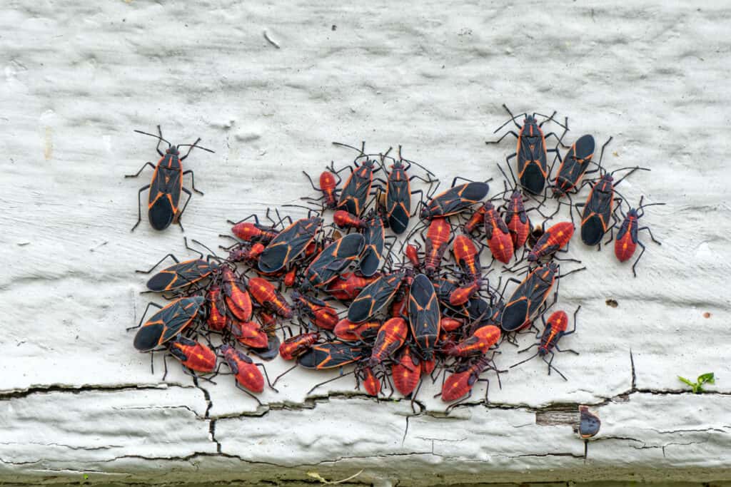 A cluster of boxelder bugs lies on the side of a house.