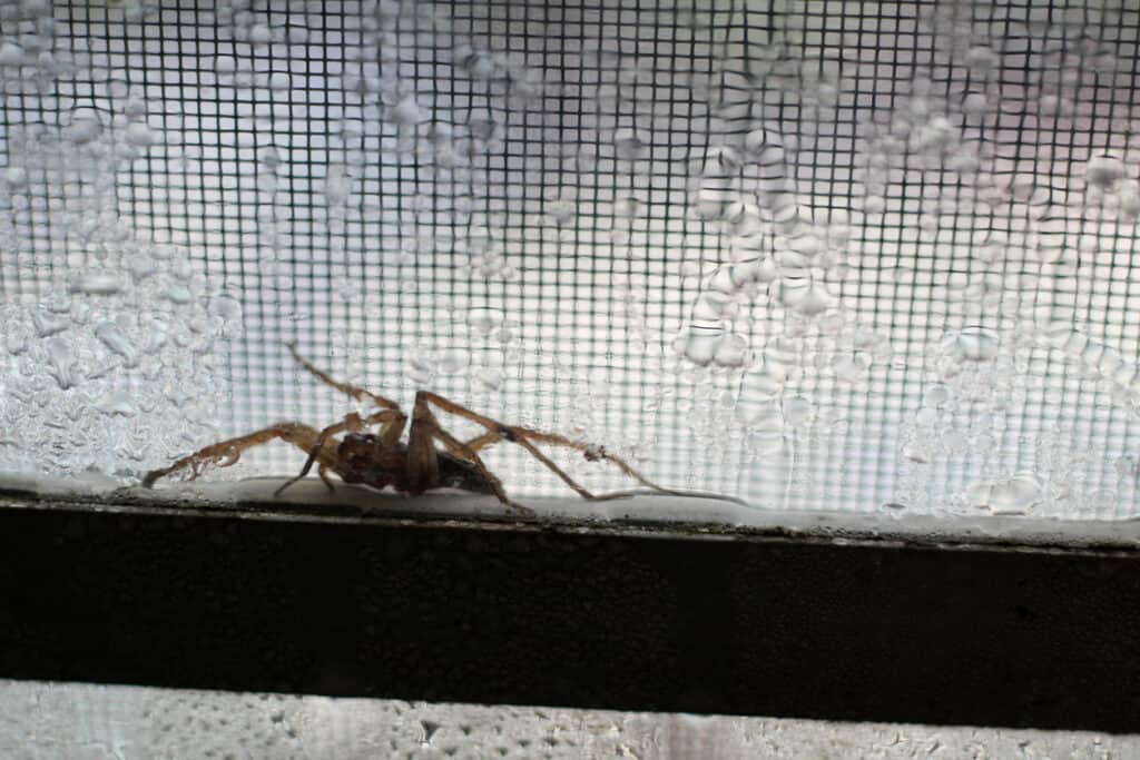 Spider sits in front of a condensation covered window.