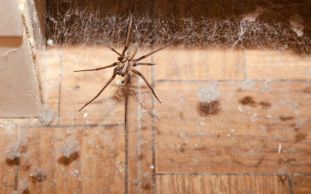 5 Things You Can Do To Get Rid Of Spiders In Your Milwaukee Home