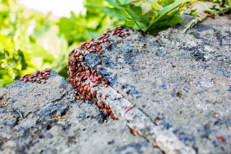 An infestation of boxelder bugs gathered on a gray rock