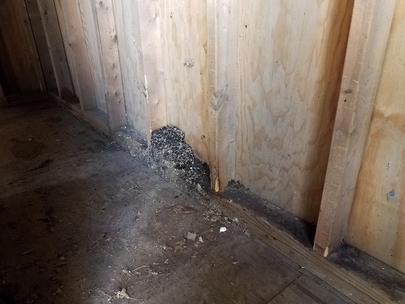Mouse droppings in a wooden shed.