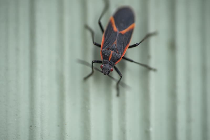 A boxelder bug  in springtime sits on the wall of a building.