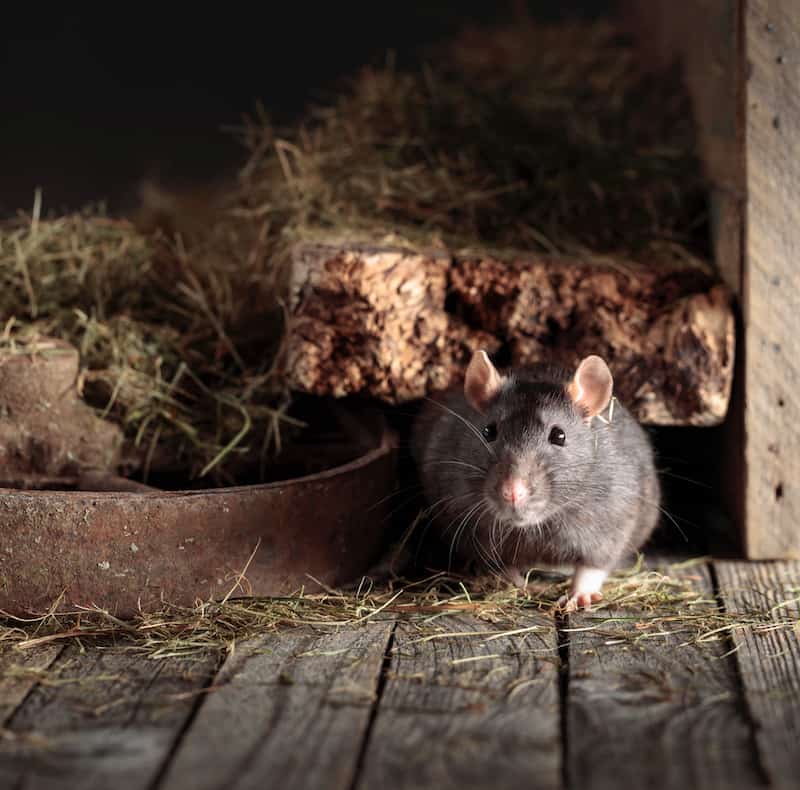 A mouse in a wooden shed
