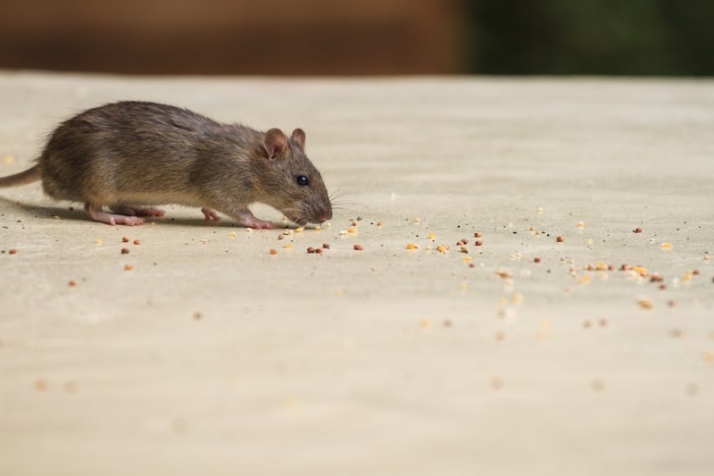 A mouse eating crumbs left on the ground. 