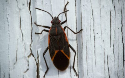 Boxelder Bugs Infesting Your Gresham Home? Call Aspen!￼