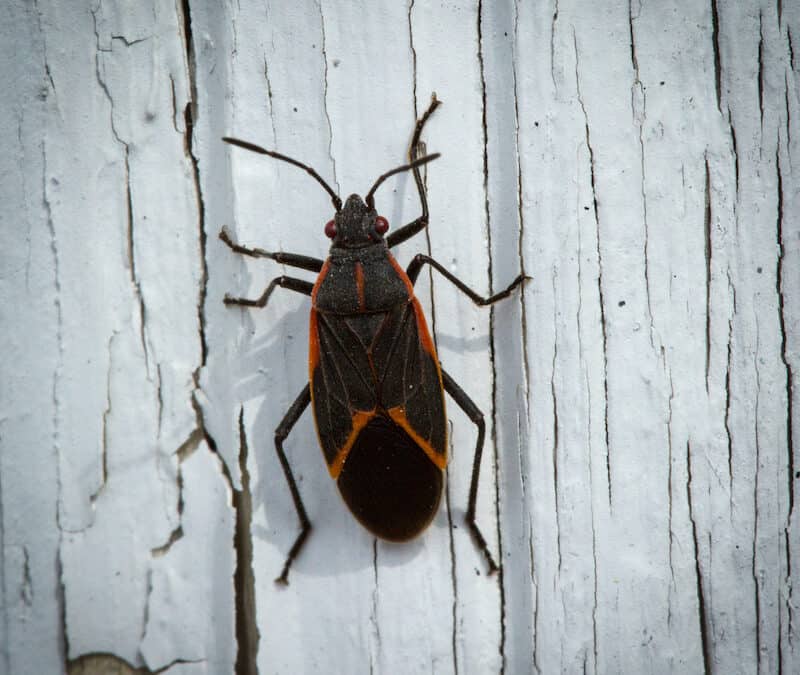 Boxelder Bugs Infesting Your Gresham Home? Call Aspen!￼
