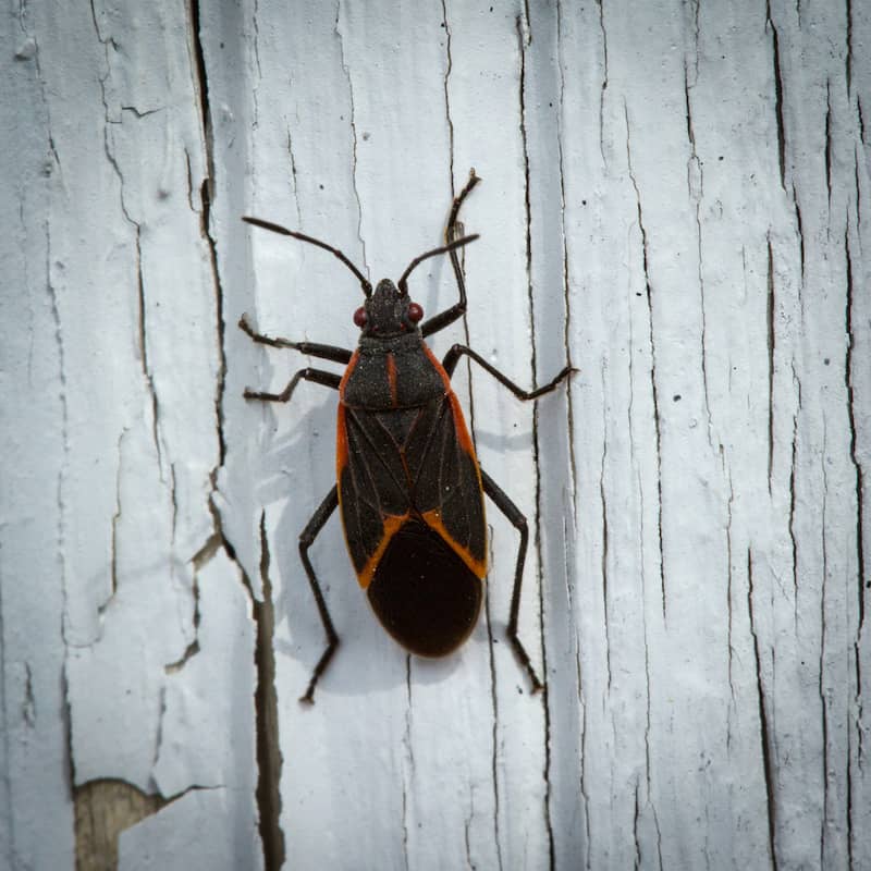 A boxelder bug sits on white cracked wood siding.
