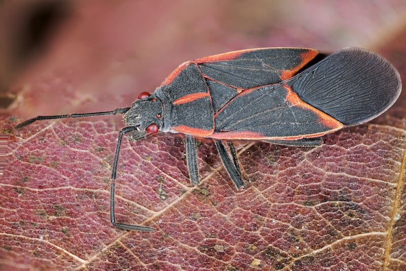 Extreme close-up of the common Box Elder Bug