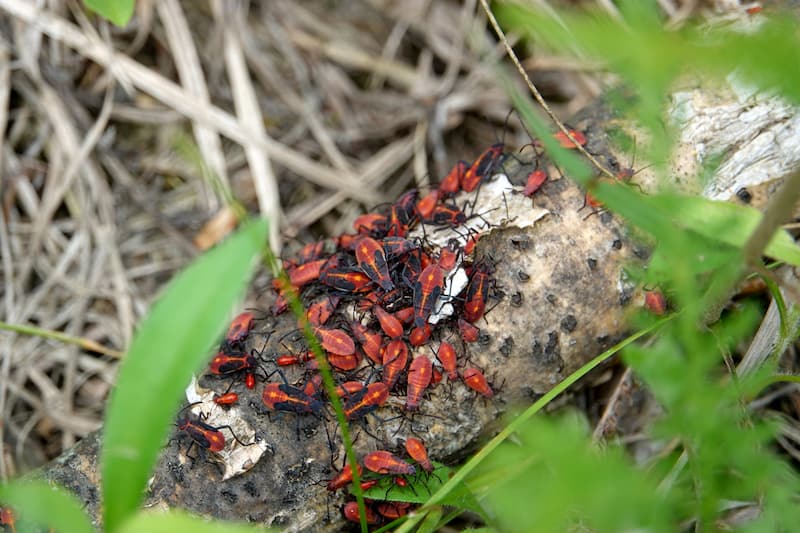 A swarm of boxelder bugs on a log in summer.
