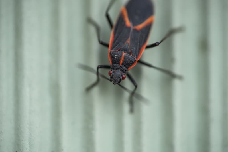 Eastern boxelder bug in springtime.