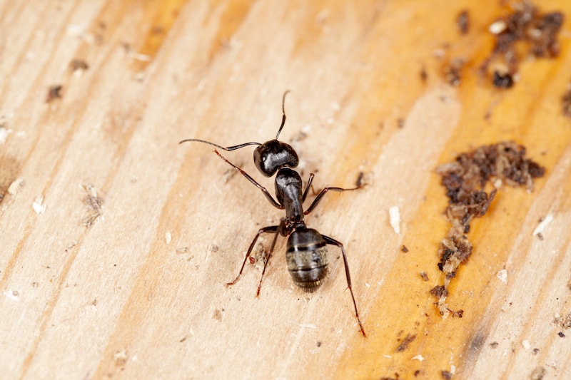 A close up of a carpenter ant crawling on wood.