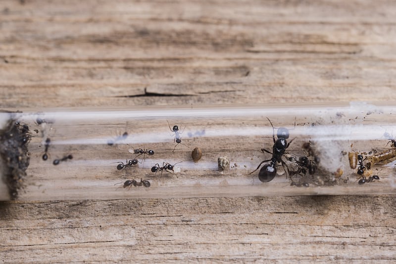 Queen and worker carpenter ants on a piece of wood