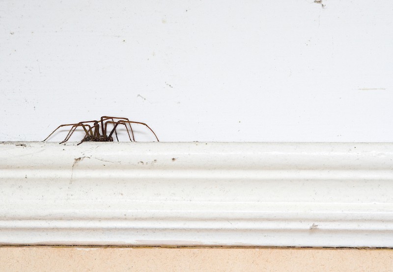 A spider sits on molding inside of a home. 