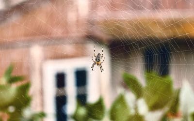 Spider Infestation Treatment In Orchards