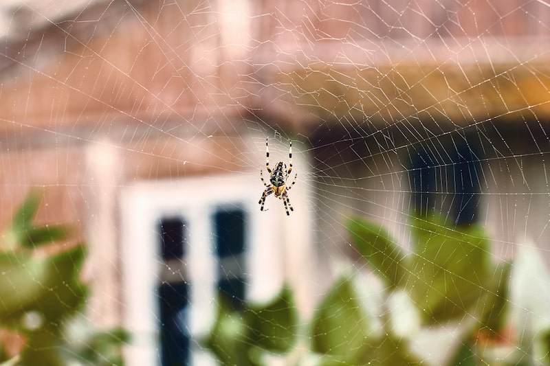 A spider sits on its web with a home in the background.