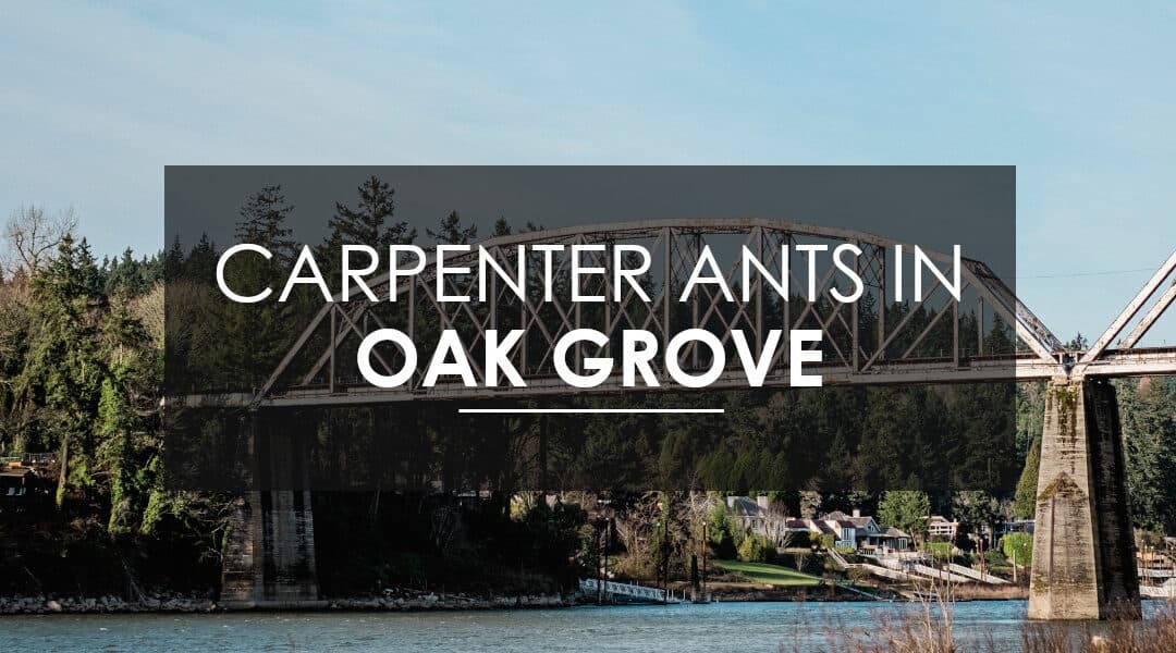 How to Prevent Carpenter Ants from Invading Your Oak Grove Home