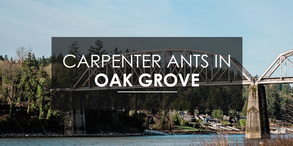 carpenter ants in oak grove