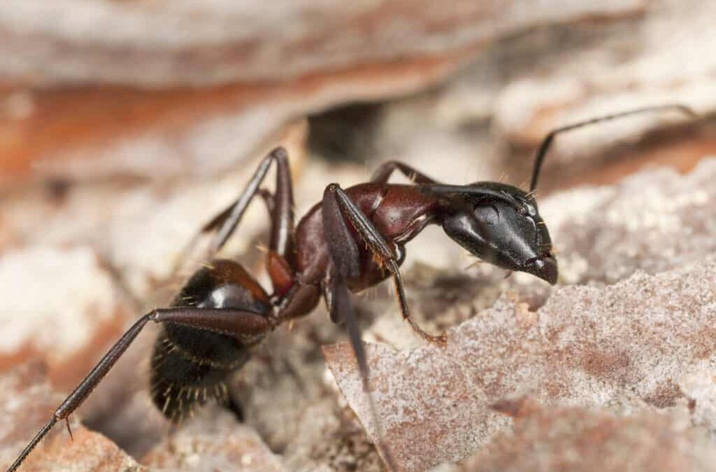 Signs of Ant Infestation