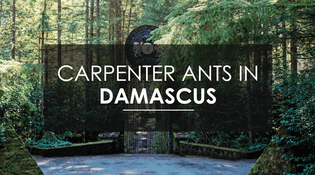 How to Exterminate Carpenter Ants in Damascus, OR