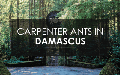 How to Exterminate Carpenter Ants in Damascus, OR