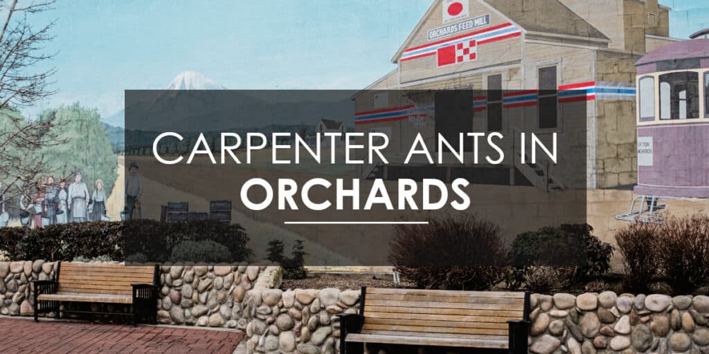 carpenter ants in orchards