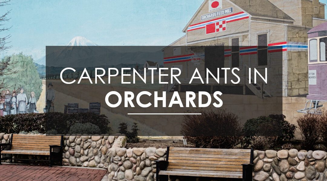 Carpenter Ant Eradication in Orchards, WA