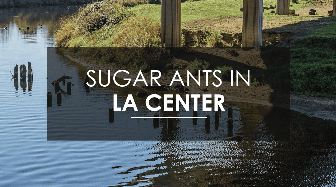 Sugar Ant Extermination in La Center, WA