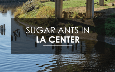 Sugar Ant Extermination in La Center, WA