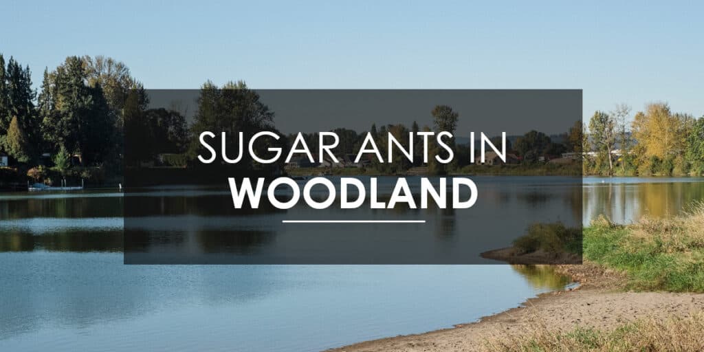 sugar ants in woodland, wa