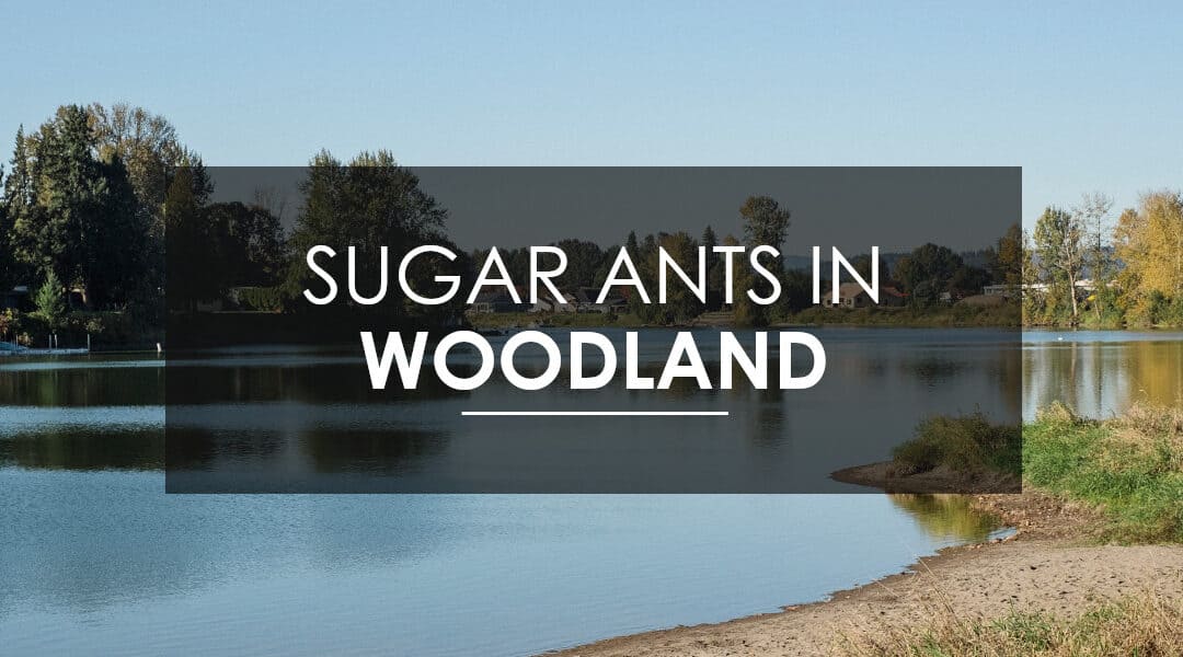 Sugar Ant Control and Removal in Woodland, WA