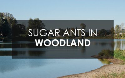 Sugar Ant Control and Removal in Woodland, WA