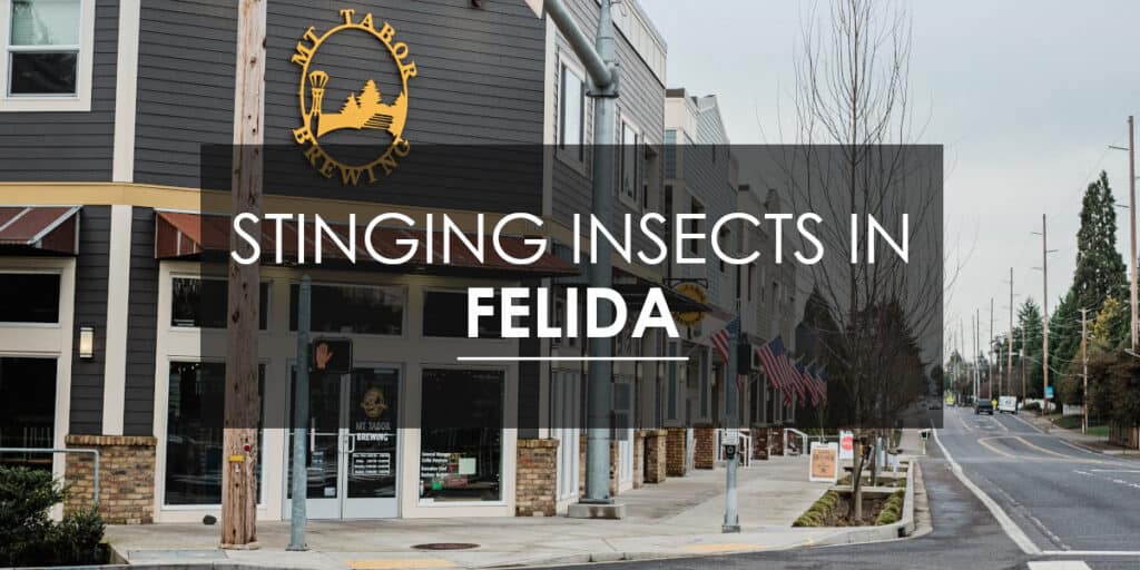 Stinging Insects in Felida