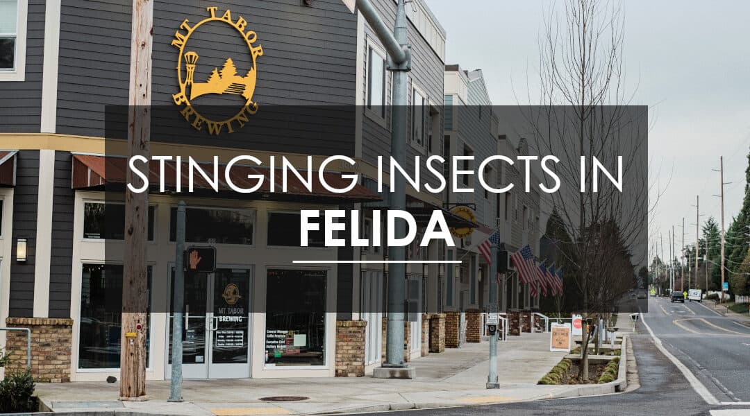 How to Eradicate Stinging Insects in Felida, WA