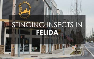 How to Eradicate Stinging Insects in Felida, WA