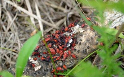 6 Things To Know About Boxelder Bugs