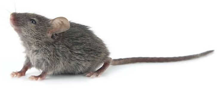 rat and mouse exterminator 